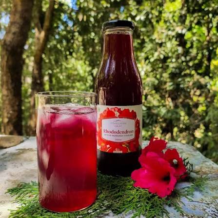 Pahadi Buransh (Rhododendron) Cooler